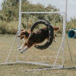 Hund springt durch Autoreifen beim Agility Kurs des ÖRV Apetlon