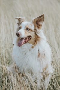 Weiß-brauner Hund in der Hundeschule Apetlon